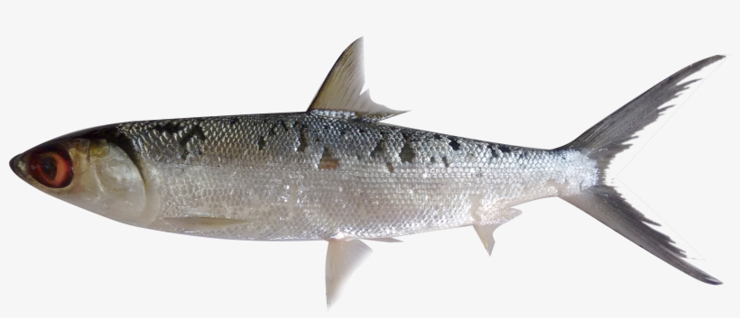 Fish Png, transparent png #4735294
