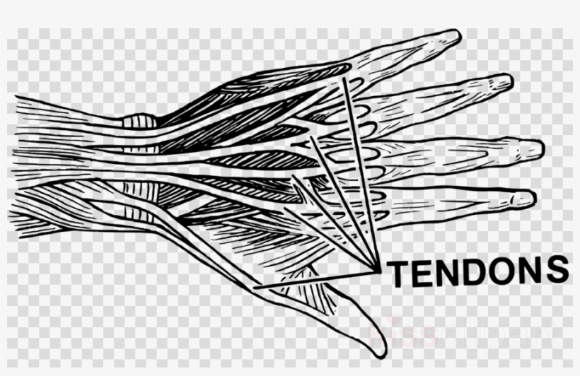 Tendons Png Clipart Tendon Sheath Synovial Bursa - Tendons Transparent, transparent png #4735780
