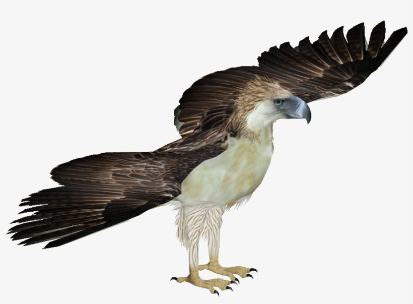 Philippine Eagle - Harpy Eagle Png, transparent png #4737671