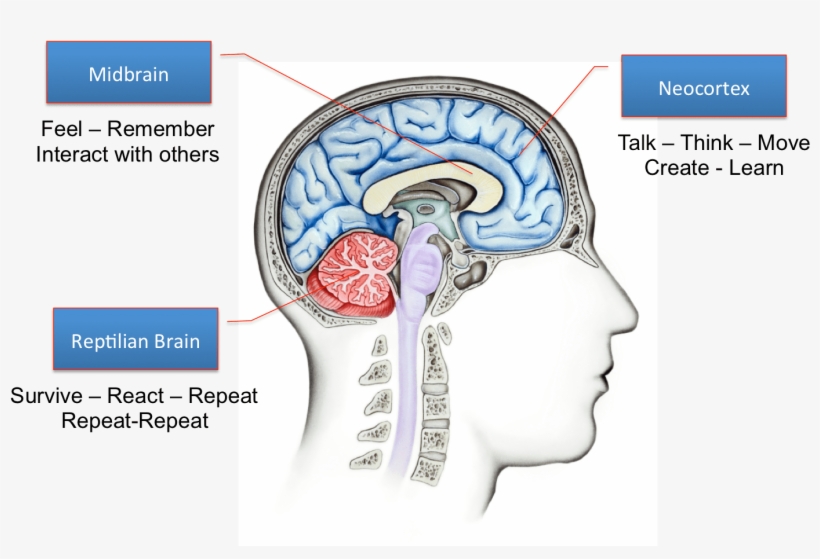 As You Can See, The Reptilian Brain Is Involved Mainly - Reptilian Brain, transparent png #4739859