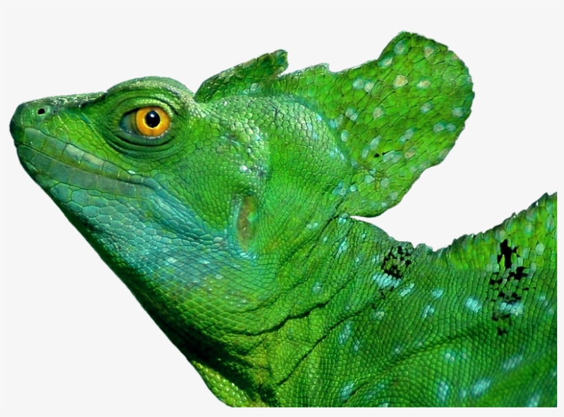 Thumb Image - Keyring Basilisk Lizard Head Black Beautiful 16987, transparent png #4740051