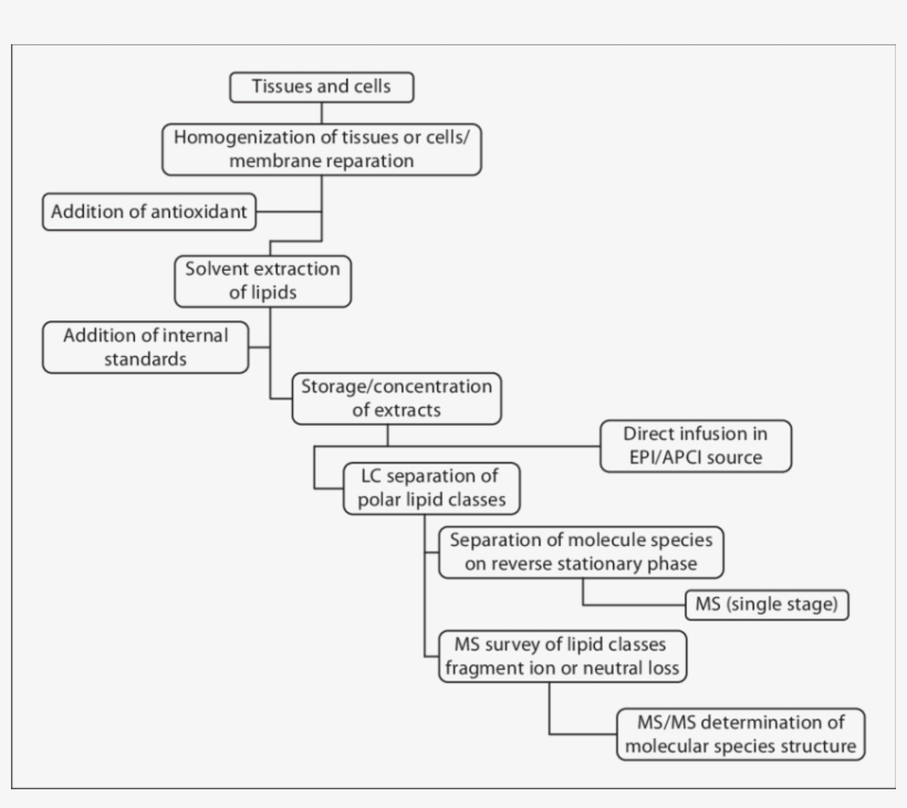 A Flow Diagram Of The Overall Lipidomics Procedure - Diagram, transparent png #4741389