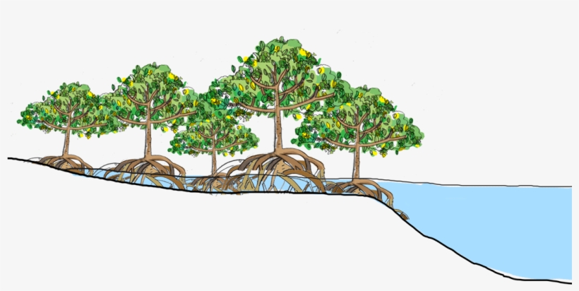 Mangrove Forests Are The "roots Of The Sea" - Mangroves Png, transparent png #4742728