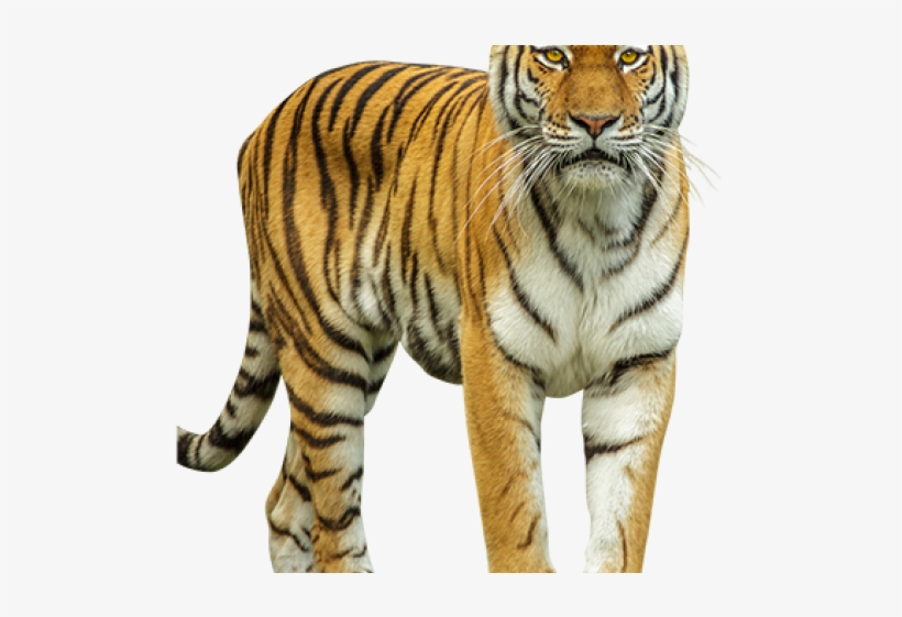 Tiger Png Transparent Images - Png Cut Out Animal, transparent png #4743045
