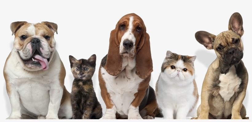 Coming Soon - Pets Cats And Dogs, transparent png #4744485