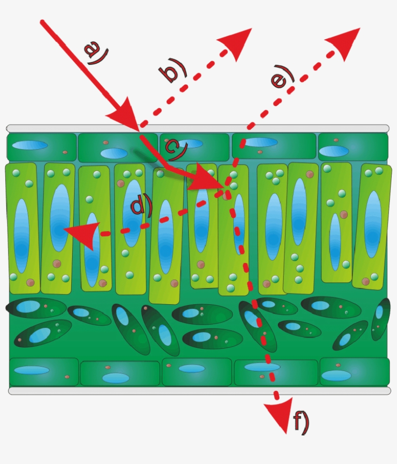 Interactions Between A Light Beam And A Leaf Surface, transparent png #4744929