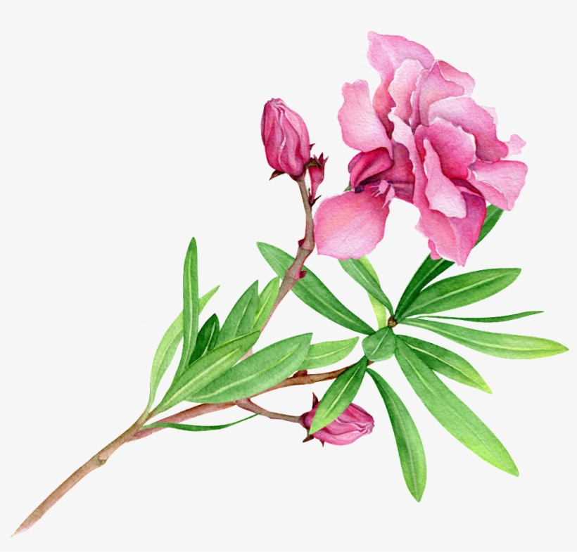 Fen Green Flower Branch Cartoon Transparent - Ein Letzter Tanz In Havanna: Roman, transparent png #4745146
