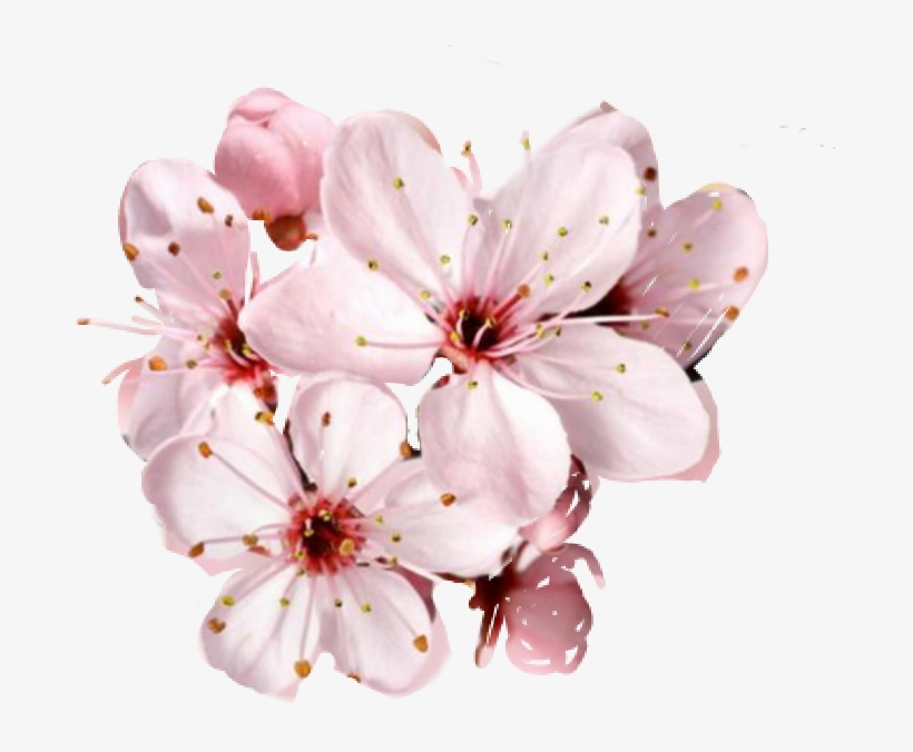 Free Cherry Blossom Flower Png - Buddhism Lotus Sutra Quotes, transparent png #4745216