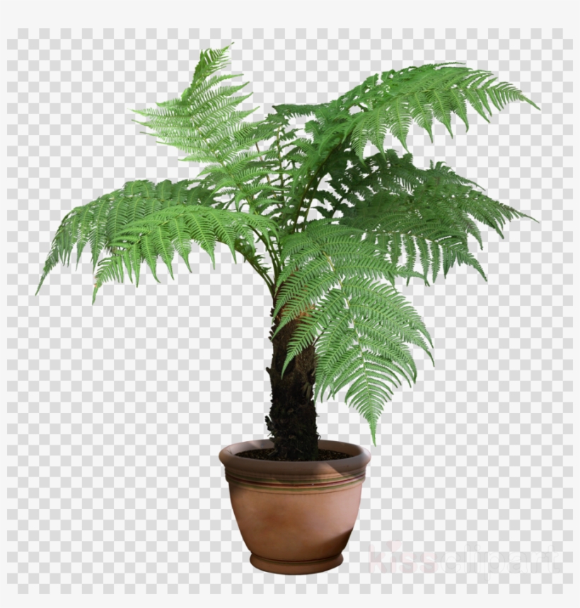 Plants Png Transparent Clipart Houseplant Indoor Plants - Australian Tree Fern, transparent png #4745436