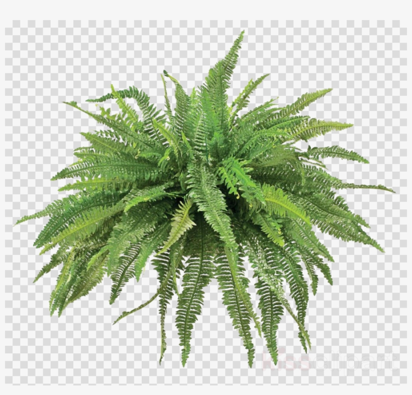 Plants Clipart Fern Vascular Plant Plants - Transparent Background Silver Fern, transparent png #4745681