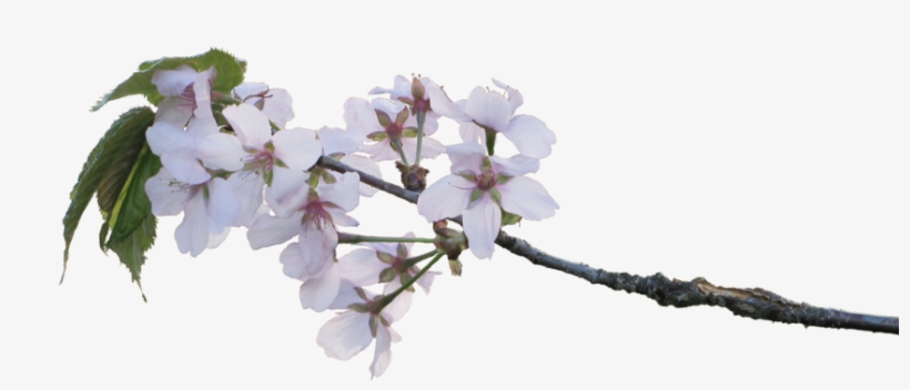 Blossoms By Amalus On Apple Blossom Branch Png Free Transparent Png Download Pngkey Blossoms By Amalus On Apple Blossom Branch Png Free Transparent Png Download Pngkey