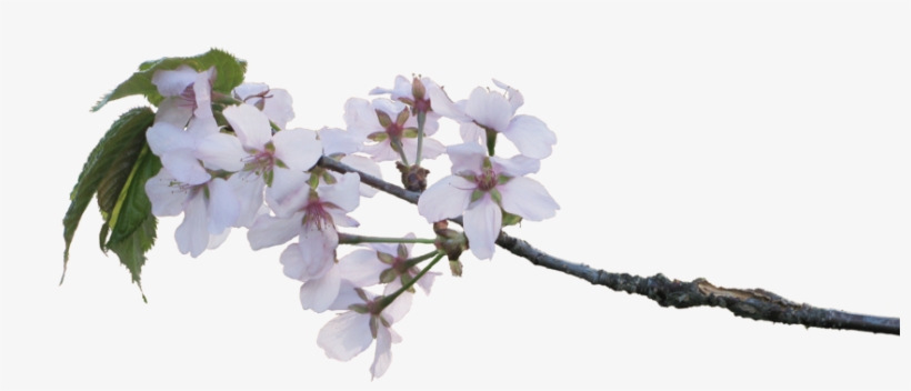 Blossoms By Amalus On - Apple Blossom Branch Png, transparent png #4745821