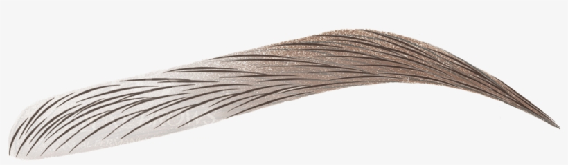 Day - Brows Png, transparent png #4745896