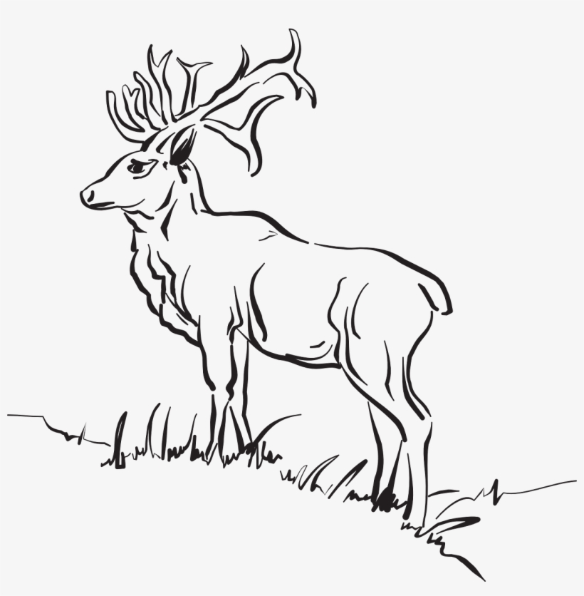 Deer Grass Forest Standing Animal Free Photo - Animals Outline Deer Outline Sketch Clipart, transparent png #4747697