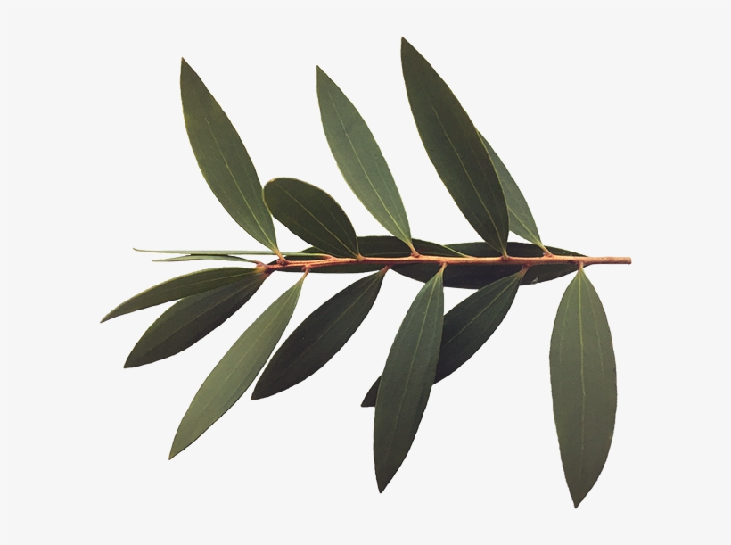 Monkwoodland Branch Decoration At Top - Twig, transparent png #4749940