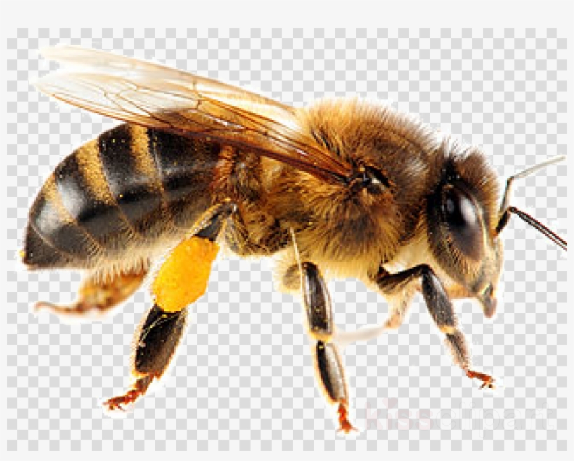 Bee Png Clipart Bee Insect - Bees Appearance, transparent png #4752182