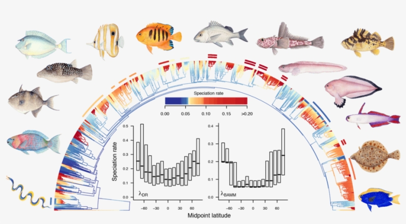 Fish, transparent png #4752435