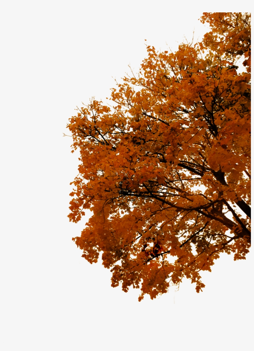 Autumn Cutout By Tigers Stock On - Cutout Autumn Tree Png, transparent png #4752504