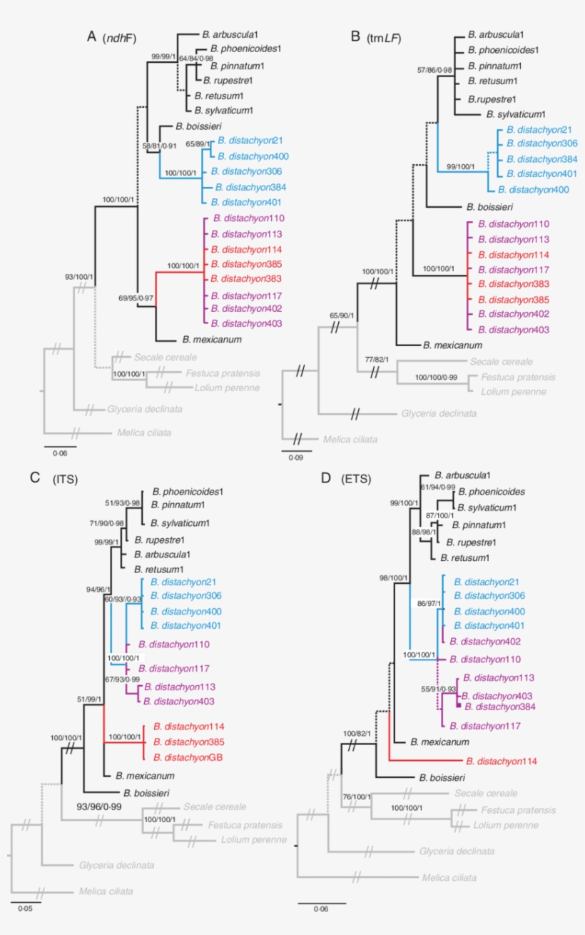 Bayesian Phylogenetic Trees Of Brachypodium Representatives - Brachypodium Distachyon, transparent png #4752679