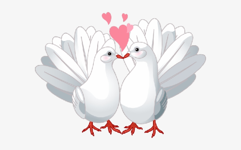 Lovebird Clipart Doves - Pigeons And Doves, transparent png #4753253
