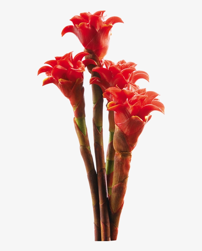These Exotic Flowers Look Like Torches, Maracas, Bee - Lobster-claws, transparent png #4753399