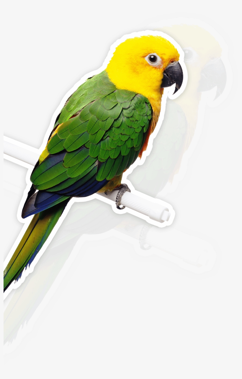 Parrot - Bird Parrot Bells Hanging Toys - Bird Parrot Bells, transparent png #4756022