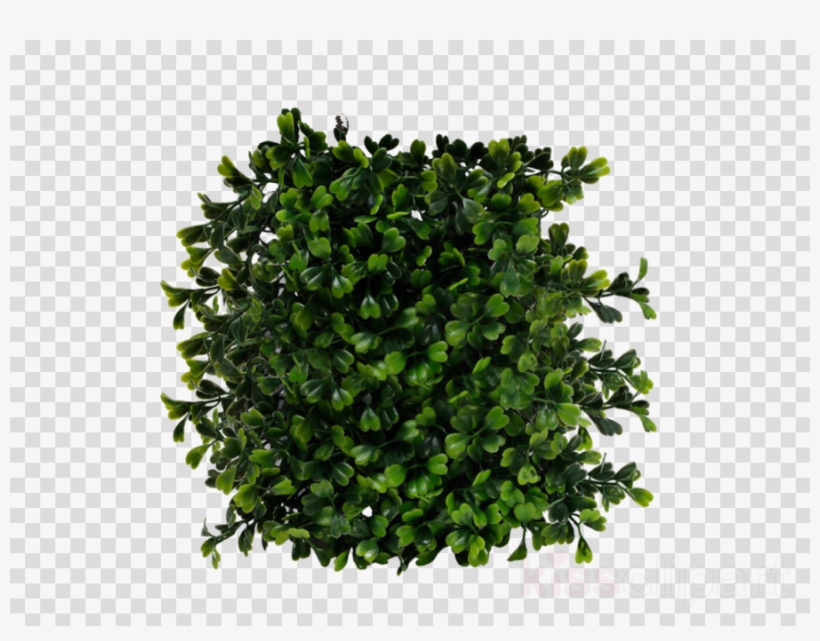 Bush Top View Png Clipart Shrub - Fluval Chi Boxwood Aquarium Ornament, transparent png #4756631