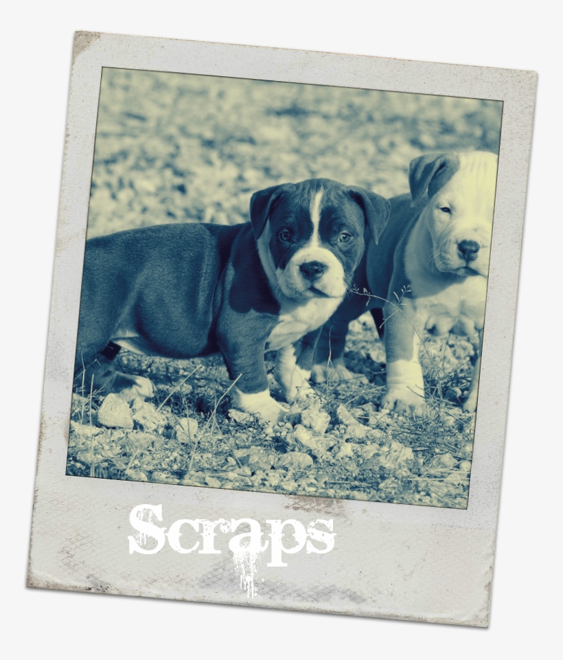 Pitbull-puppies - American Bully Puppy India, transparent png #4756710