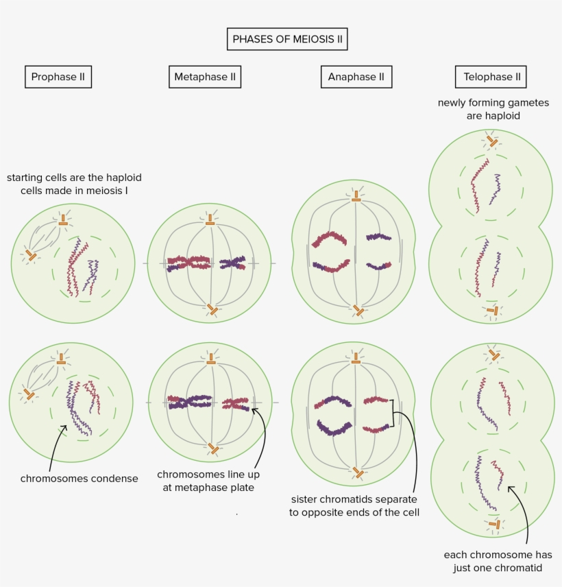 Hamster Cupcakes, transparent png #4763665