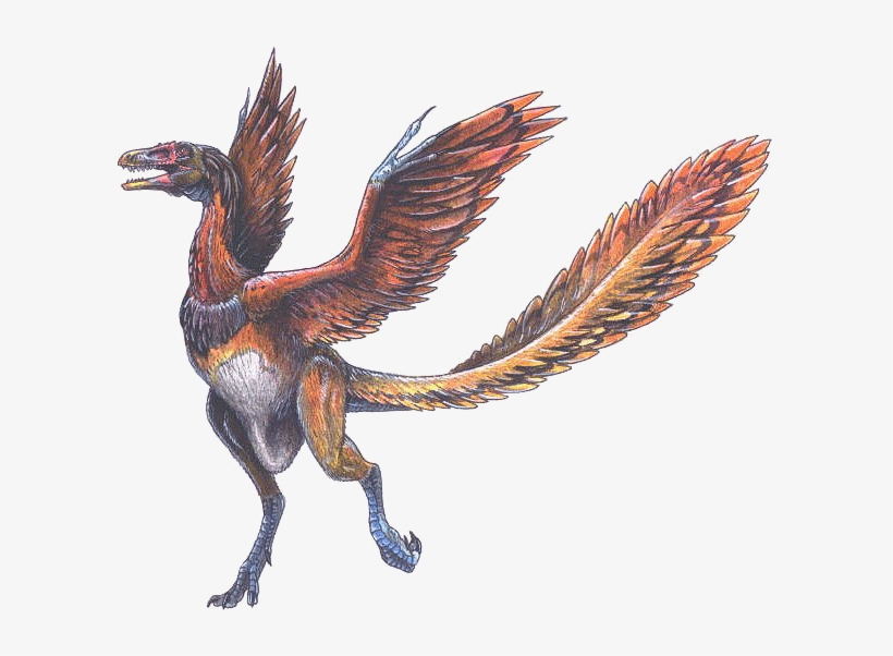 The Oldest Known Bird, Archaeopteryx, Lived 150 Million - Archaeopteryx Lithographica, transparent png #4765515