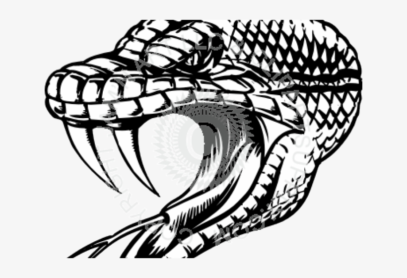 Snake Head, transparent png #4767360