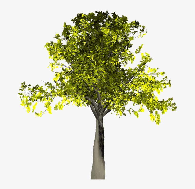 Willow Tree Vector 14, Buy Clip Art - Tree, transparent png #4767868