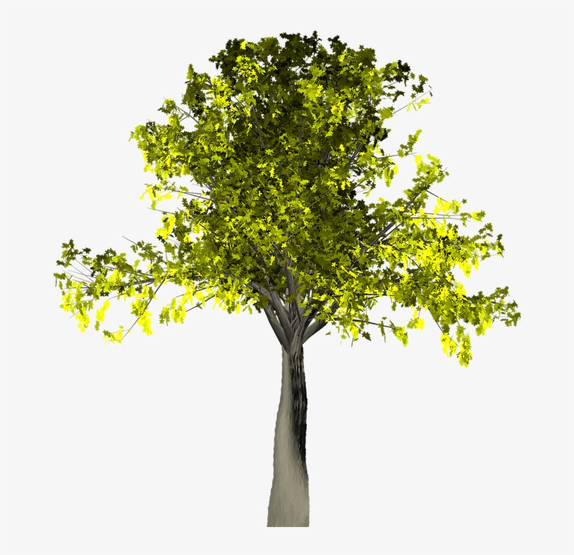 Willow Tree Vector 14, Buy Clip Art - Tree, transparent png #4767868