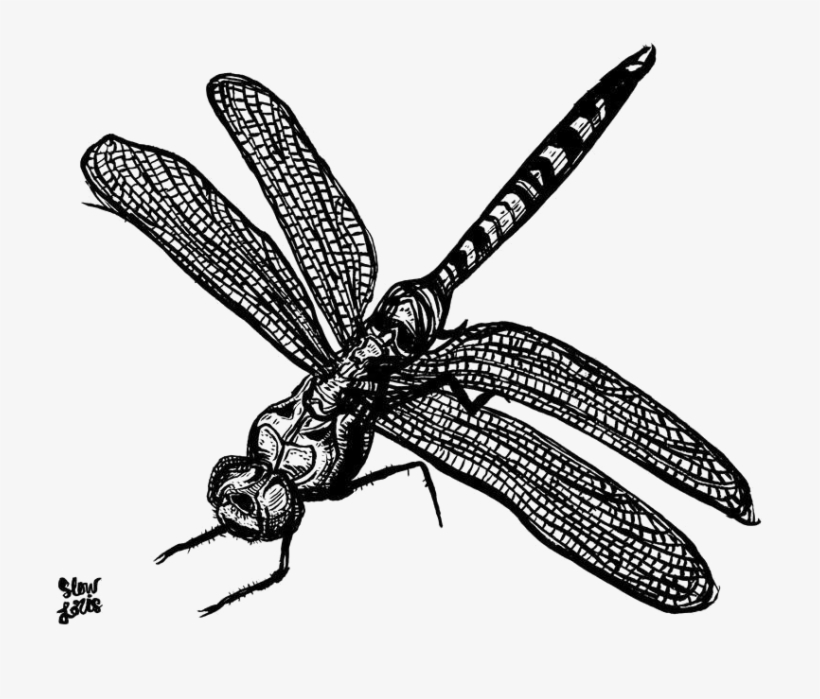 Dragonfly Free Png Image - Slow Loris, transparent png #4768234