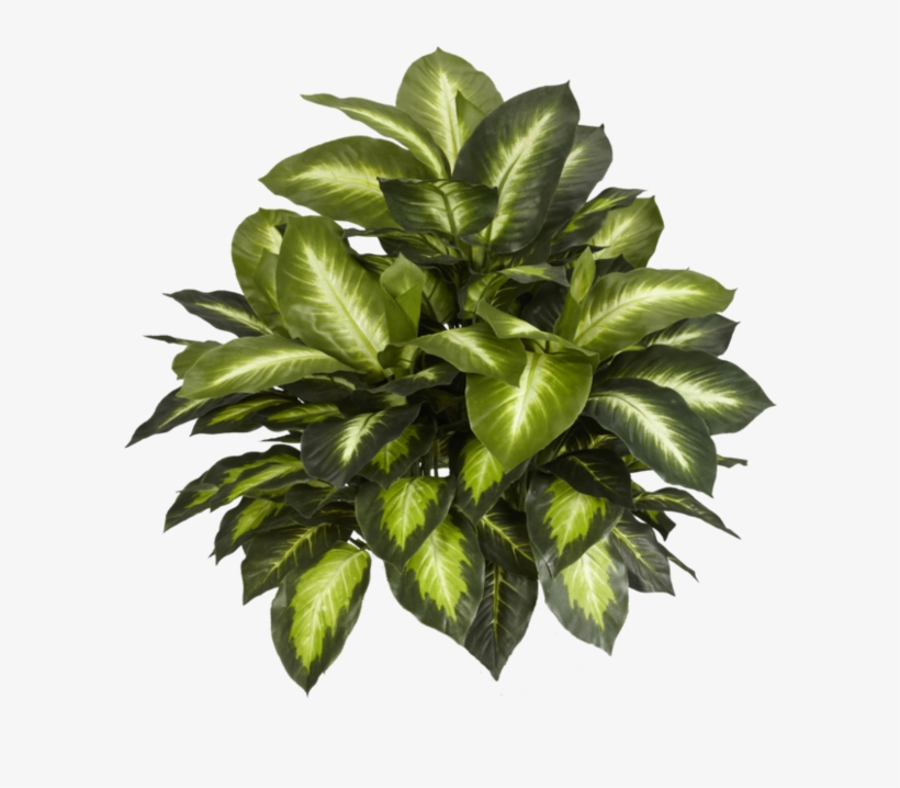 Indoor Plants Top View Png, transparent png #4769470