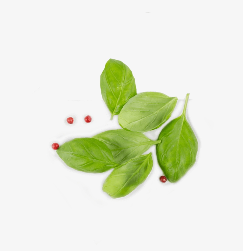 Tip Gallery - Leaf Top View Png, transparent png #4769680