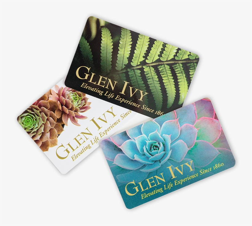 Buy Now Image Link - Echeveria, transparent png #4770825