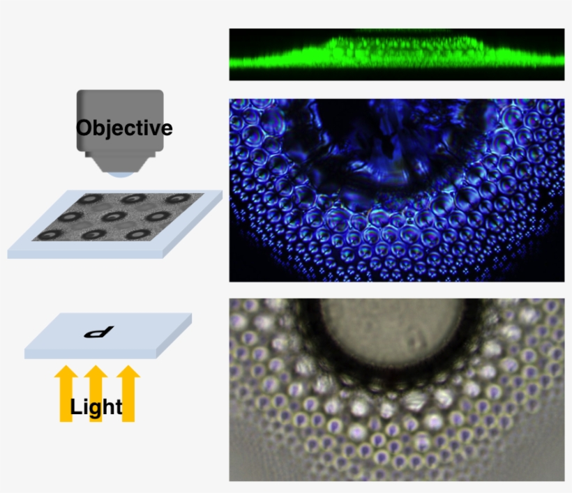 Lee-fabrication Of Magnetic Particles - Magnet, transparent png #4771043