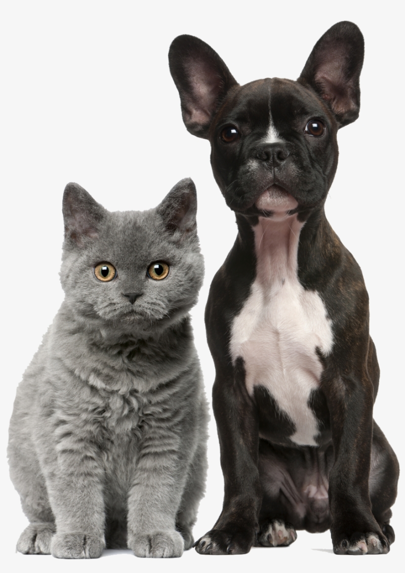 About Us - Pretty Cats And Dogs, transparent png #4771989