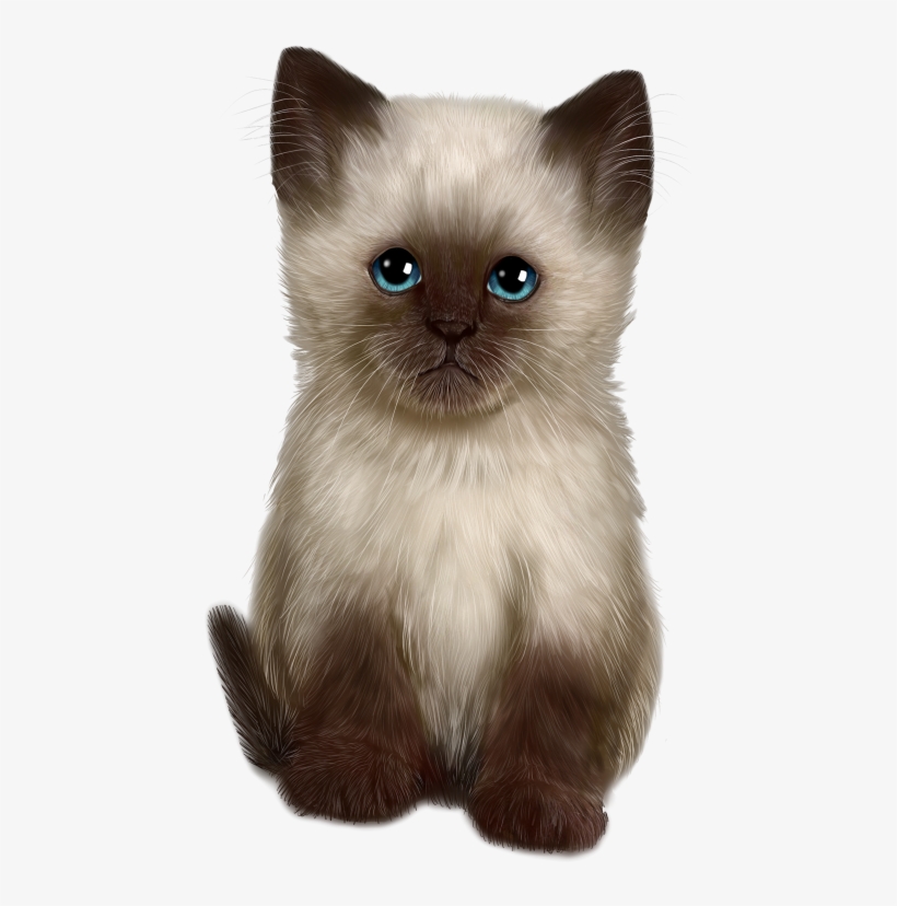 Cat, transparent png #4772495