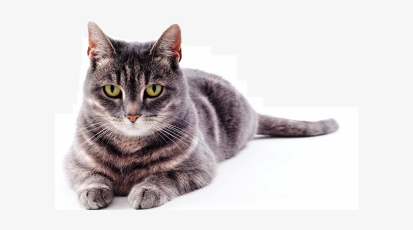 Cat Laying Down Front View, transparent png #4772506