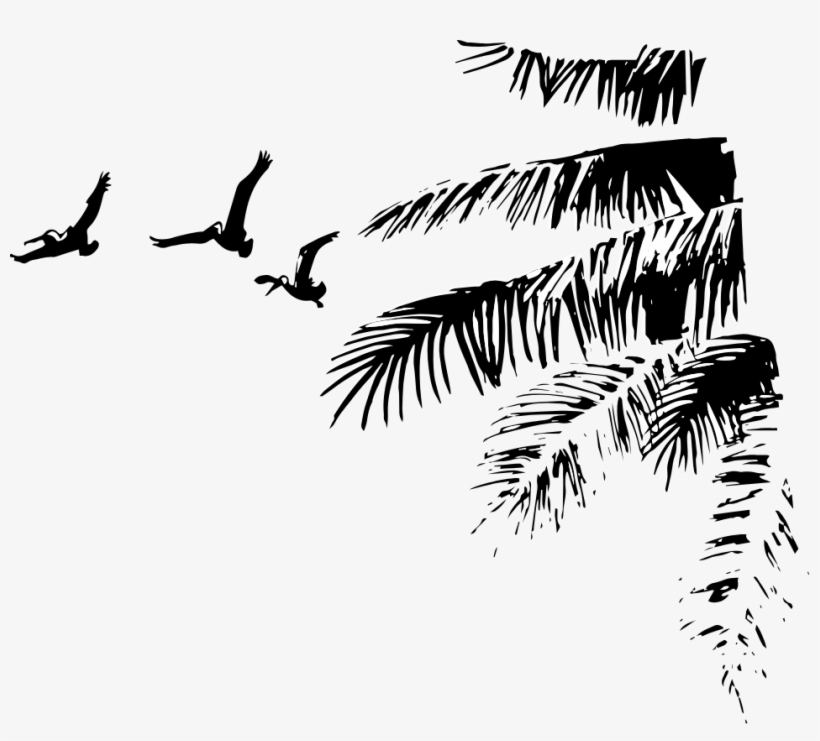 As "best Of Miami" And Will Keep You On The Road - Accipitriformes, transparent png #4772605