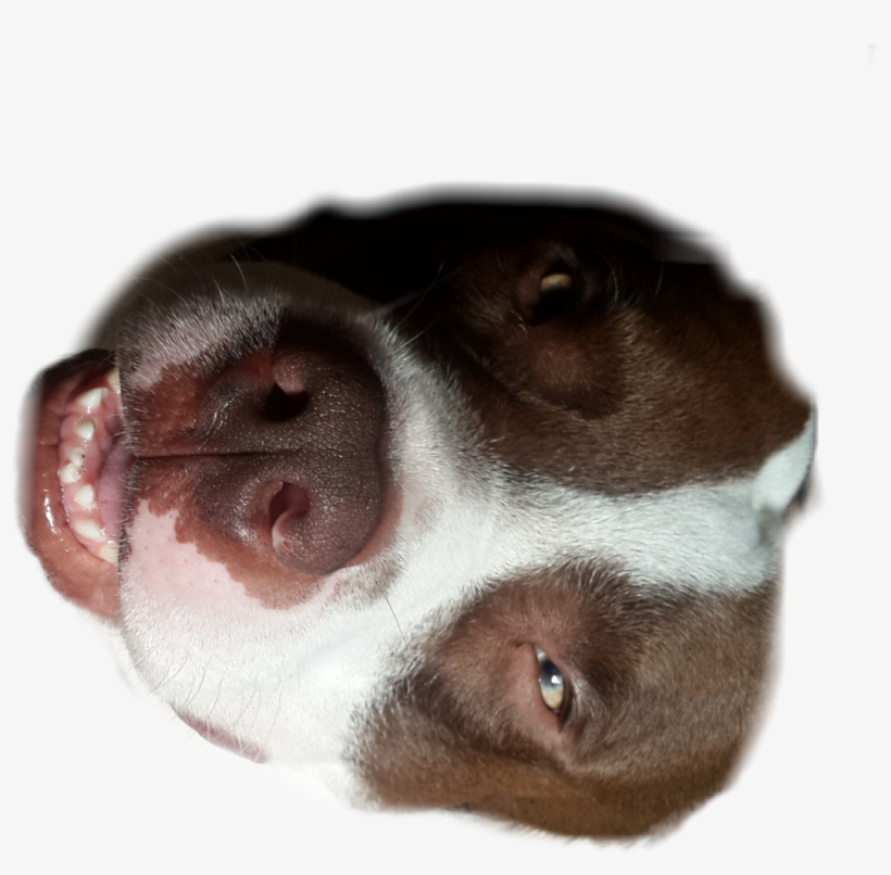 Puppy Dear Dog Mylove Pitbull Sticker - Dog, transparent png #4773296