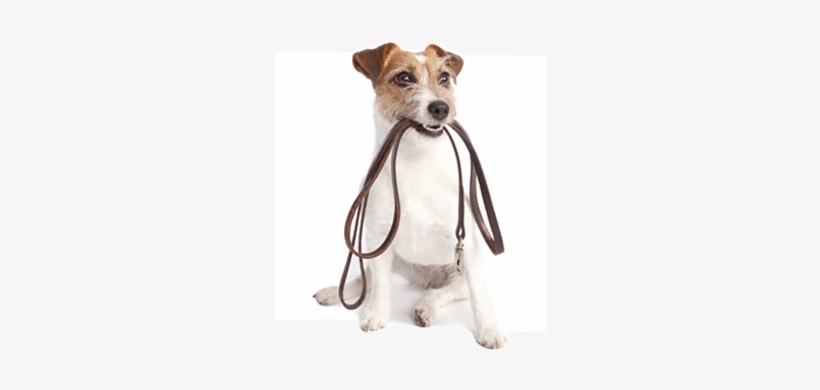 We Offer Mid Day Walks For Your Furry Friend - Untethered: Problem Solving Unshackled By Rhyme Or, transparent png #4773521