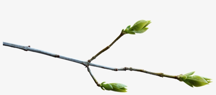 Branch Png 12, Buy Clip Art - Spring Tree Branch Png, transparent png #4773887