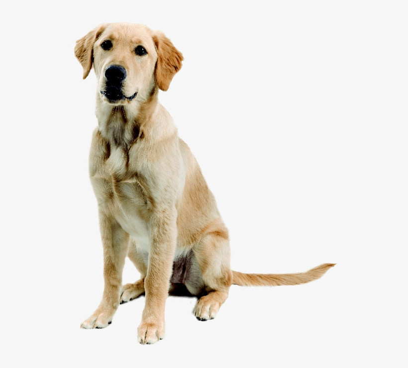 Golden Retriever Cross Labrador, transparent png #4774122