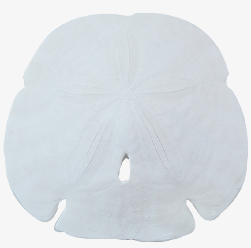 Sand Dollar, transparent png #4775235