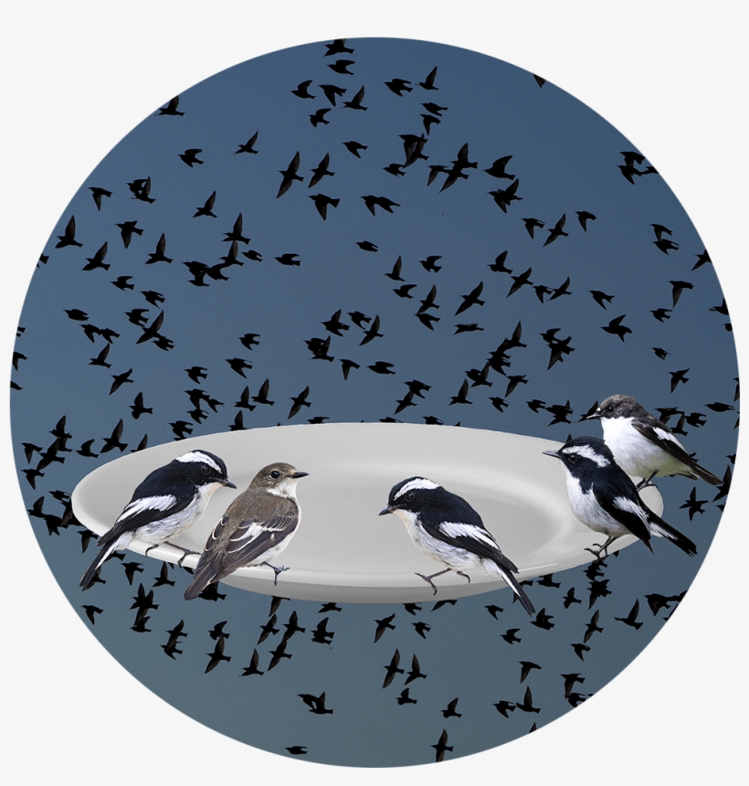 Phenologies Collages - Baranavichy, transparent png #4775330