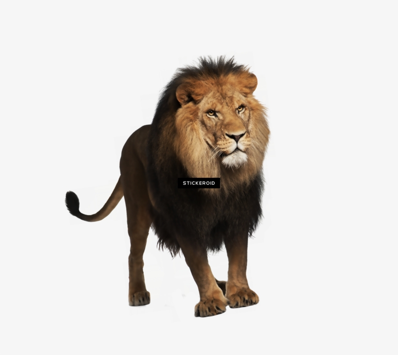 Lion - Lion Png For Picsart, transparent png #4776388
