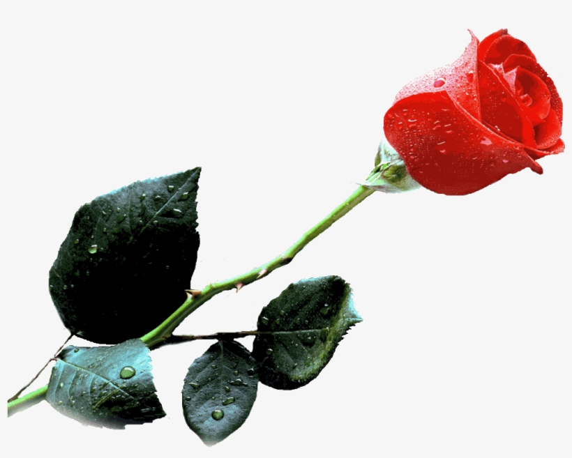 Rose Ceremony - Single Stem Rose Small, transparent png #4776463